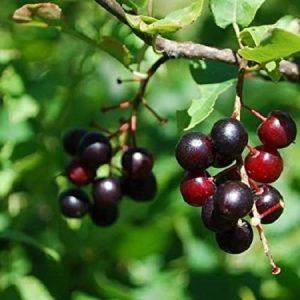 wild cherries11 300x300 گیلاس وحشی: طبع،خواص دارویی و نحوه مصرف